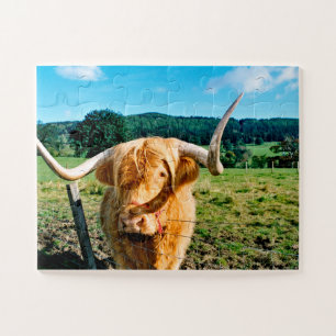 puzzle de vache Highland