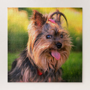 Puzzle de Yorkshire Terrier
