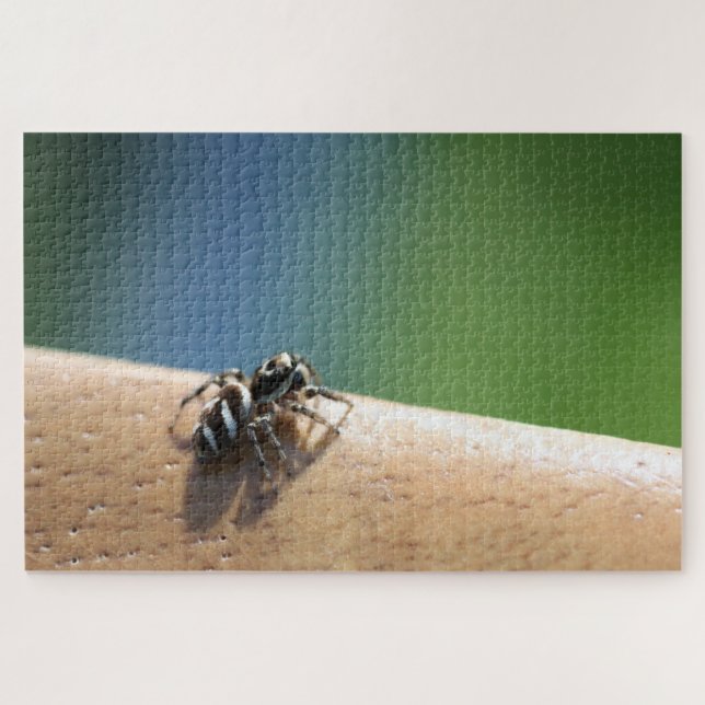 Puzzle de Zebra Spider (Horizontal)