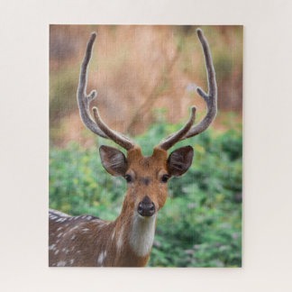 Puzzle Deer Stag Antlers Forêt Faune