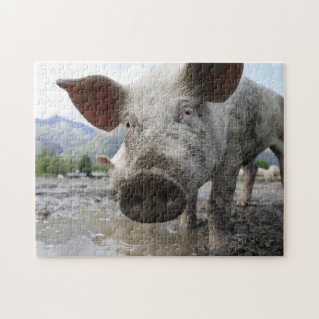 Puzzle denteux de porc (Horizontal)