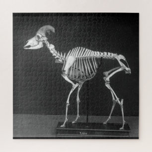 Puzzle Déplaisant Bighorn Sheep Mounted Skeleton B&W Phot
