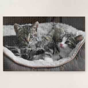 puzzle des chatons bébé