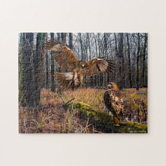 Puzzle des "Hawks à queue rouge" (Horizontal)