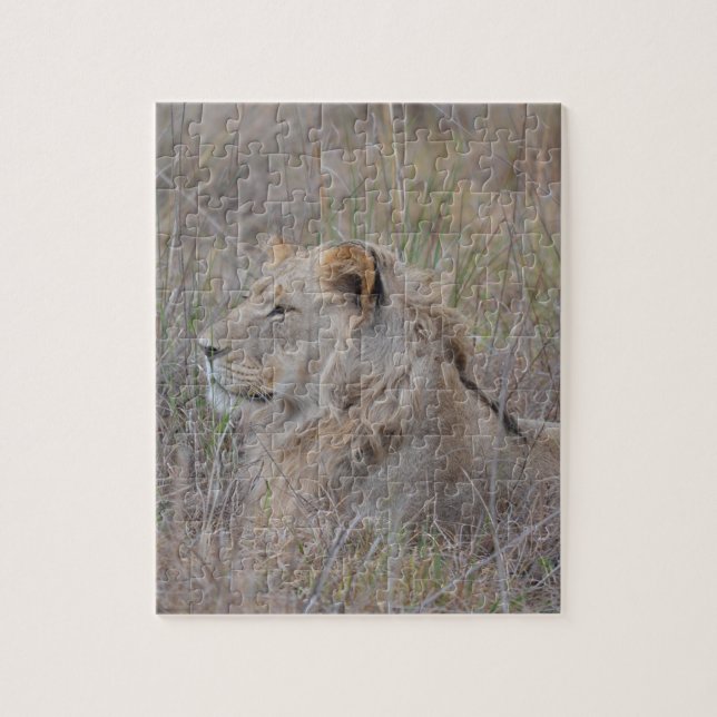Puzzle des lions d'Afrique du Sud (Vertical)