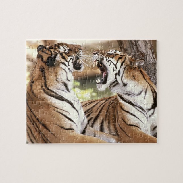 Puzzle des tigres (Horizontal)