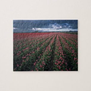 Puzzle Des tulipes roses et rouges brillantes resplendiss