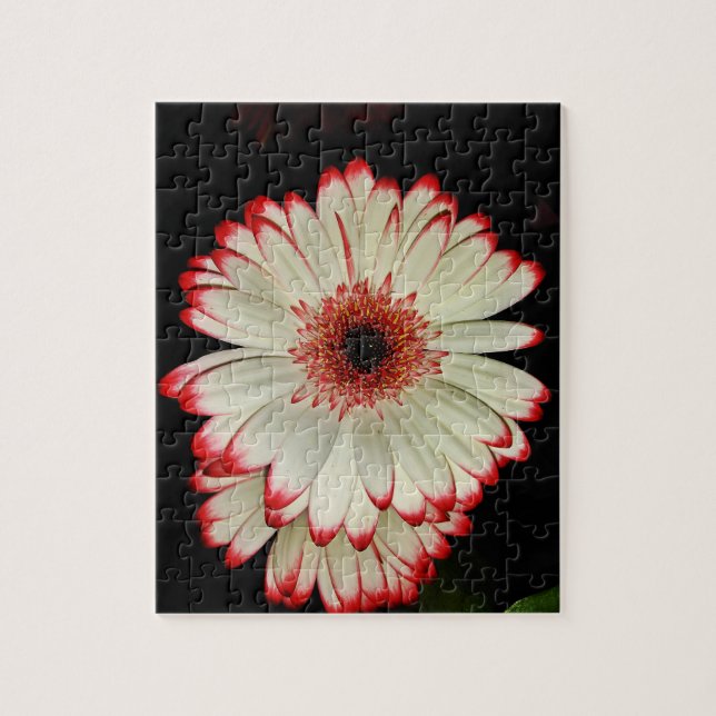 Puzzle Deux baies blanches de Gerbera (Vertical)