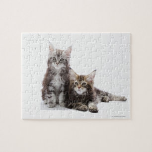 Puzzle Deux chatons de chat de ragondin du Maine