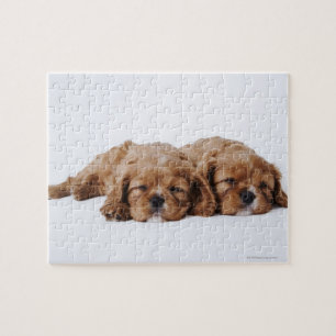 Puzzle Deux chiots Cavalier King Charles Spaniel
