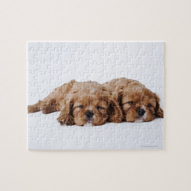 Puzzle Deux chiots Cavalier King Charles Spaniel (Horizontal)