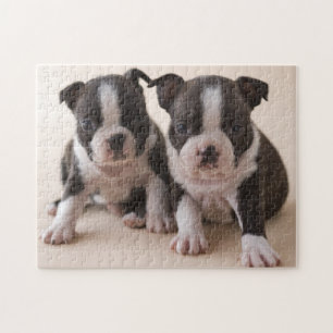 Puzzle Deux chiots de Boston Terrier