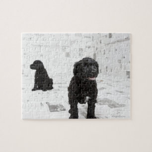 Puzzle Deux chiots portugais Water Dog dans une chambre