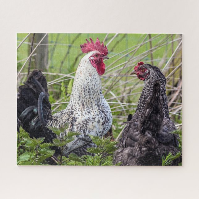 Puzzle deux coquillages colorés (Horizontal)