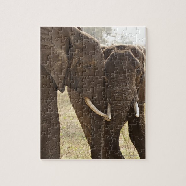 Puzzle Deux éléphants africains Bush (Loxodonta Africana) (Vertical)