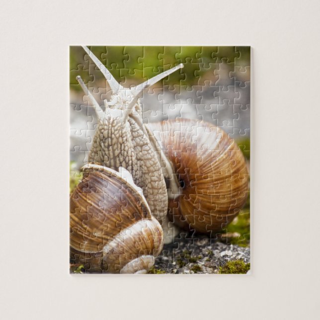 Puzzle Deux escargots (Vertical)