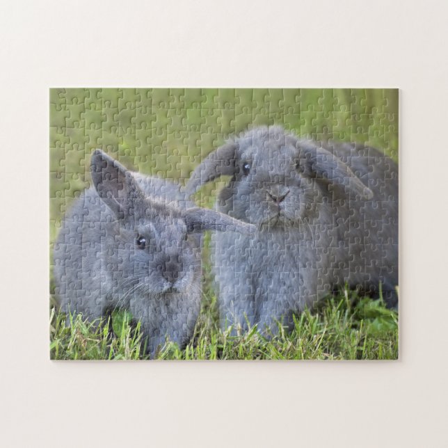Puzzle Deux lapins gris de la Hollande Lop de bébé mignon (Horizontal)