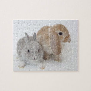 Puzzle Deux lapins.Netherland Nwarf et Holland Lop.