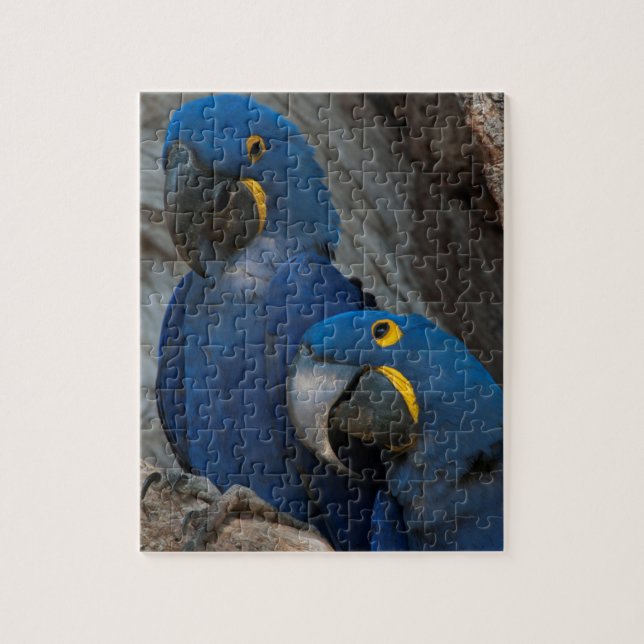 Puzzle Deux Macaws Hyacinth, Brésil (Vertical)