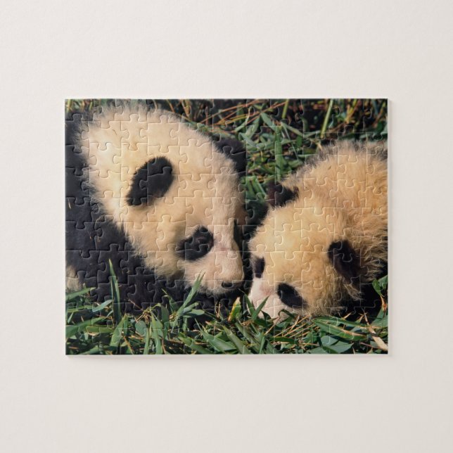 Puzzle Deux oursons panda dans le buisson de bambou, Wolo (Horizontal)