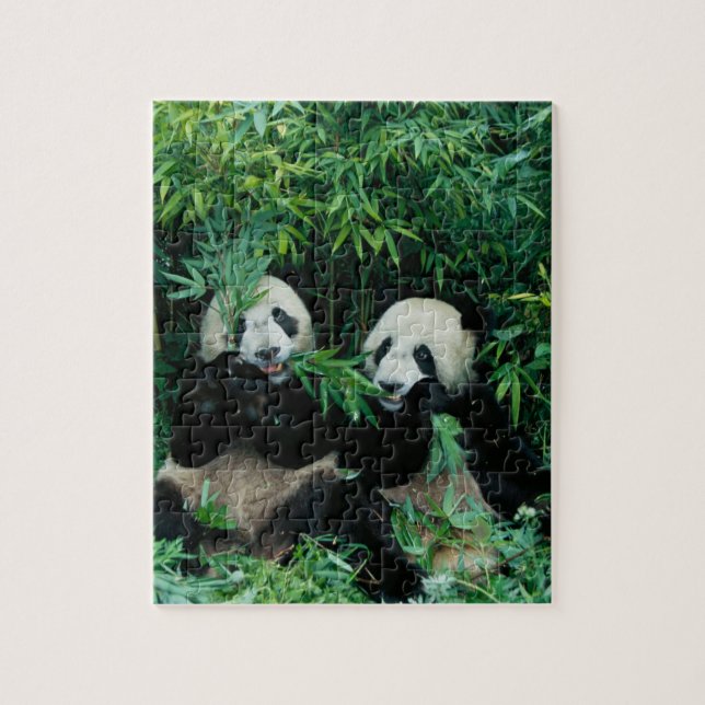 Puzzle Deux pandas mangeant du bambou ensemble, Wolong (Vertical)