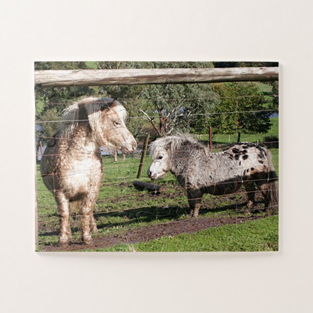 Puzzle Deux poneys miniatures dans un paddock (Horizontal)