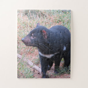 Puzzle diable de Tasmanie
