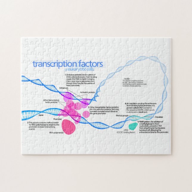 Puzzle Diagramme des facteurs de transcription des gènes  (Horizontal)