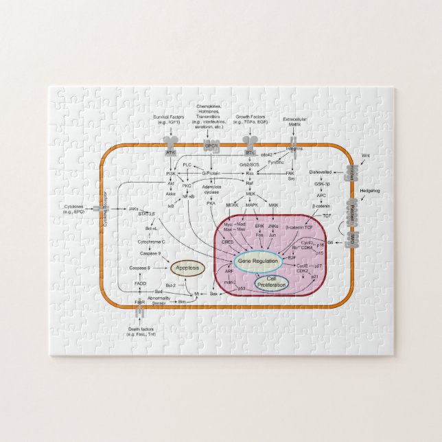 Puzzle Diagramme des voies de transduction du signal du g (Horizontal)