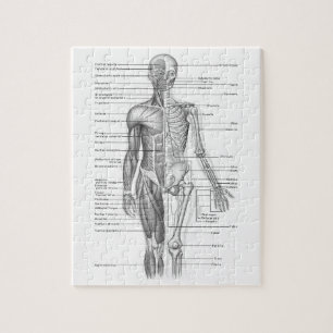Puzzle Diagramme humain d'anatomie
