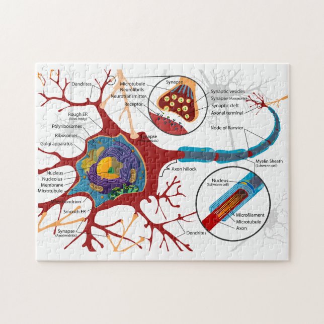 Puzzle Diagramme Neurone Complet Cellule Nerf Système Ner (Horizontal)