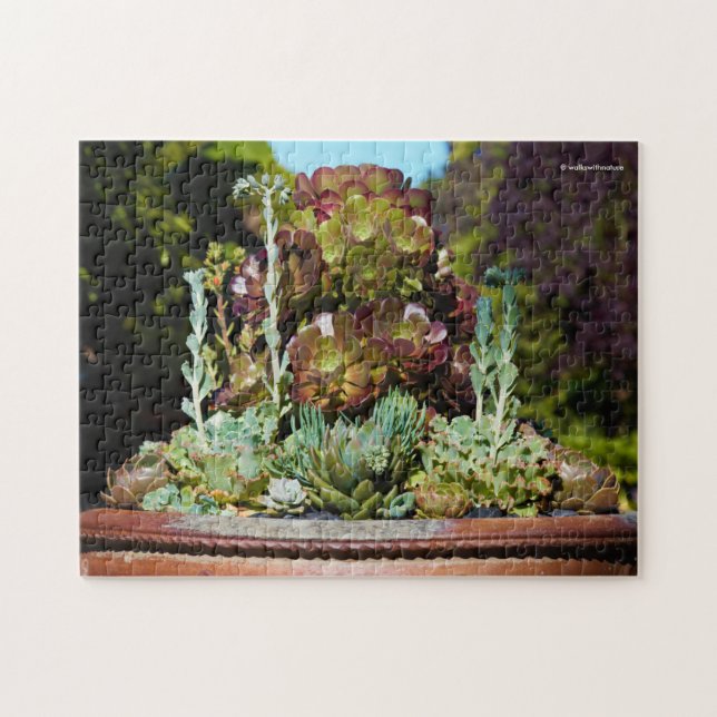 Puzzle Différents succulents dans grand planteur (Horizontal)