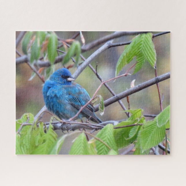 Puzzle d'Indigo Bunting (Horizontal)
