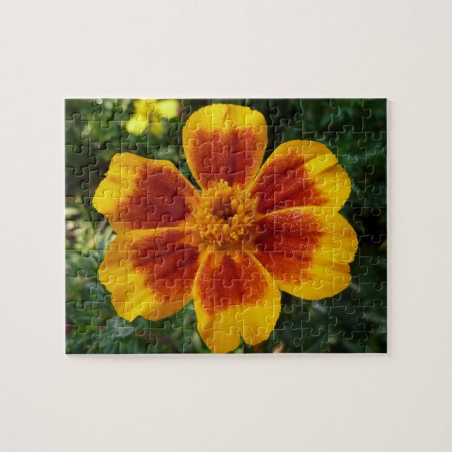 Puzzle Disco Marigold Orange et Rouge Fleur d'été (Horizontal)