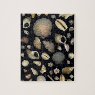 Puzzle Divers coquillages marins