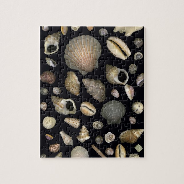 Puzzle Divers coquillages marins (Vertical)