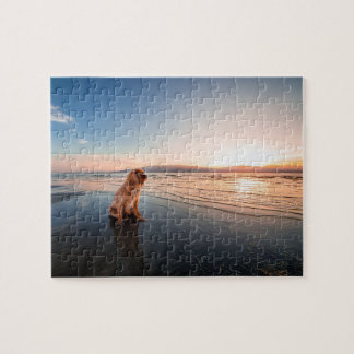 Puzzle Dog sitting on the beach