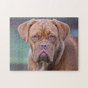 Puzzle Dogue de Bordeaux dog portrait