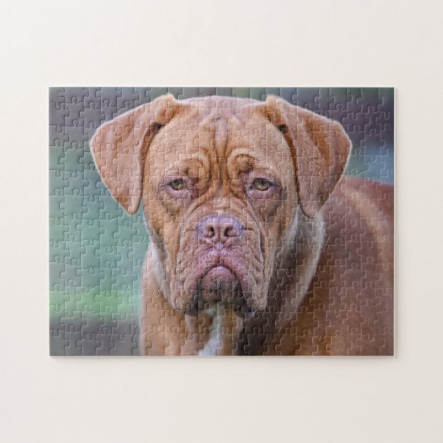 Puzzle Dogue de Bordeaux dog portrait (Horizontal)