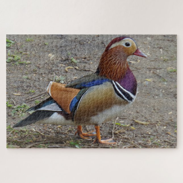 Puzzle d'oiseaux colorés (Horizontal)