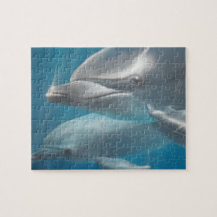 Puzzle Dolphin and Baby