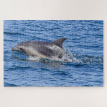 Puzzle Dolphin Sighted