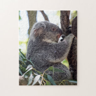 Puzzle d'ours de koala