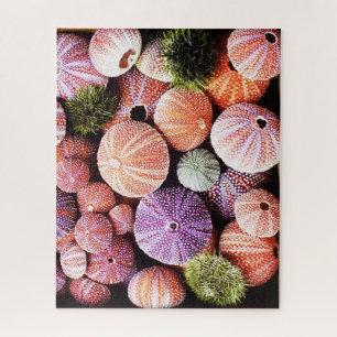 Puzzle d'oursins de mer de 520 pièces