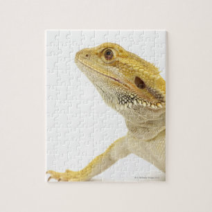 Puzzle Dragon à oreilles (Pogona Vitticeps)