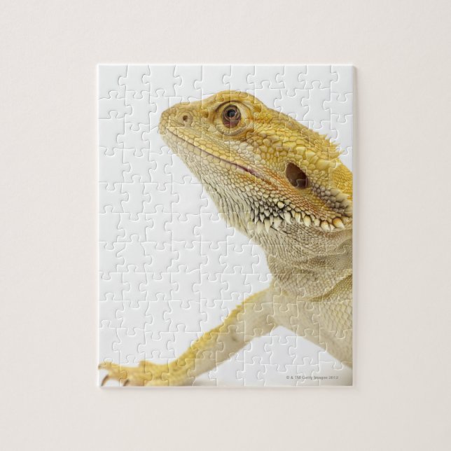 Puzzle Dragon à oreilles (Pogona Vitticeps) (Vertical)