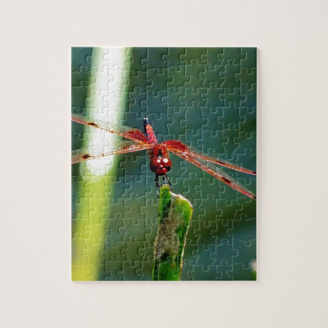 Puzzle Dragonfly frontale rouge et noire (Vertical)