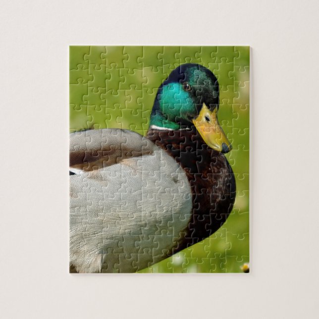 Puzzle Drake mallard sur l'herbe (Vertical)
