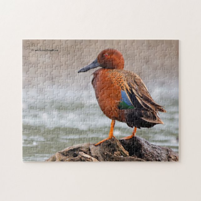 Puzzle Drake, Turquoise de cannelle, regarde en arrière (Horizontal)