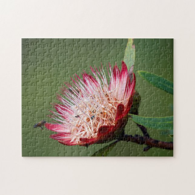 Puzzle Drakensberg Sugarbush (Protea Dracomontana) (Horizontal)